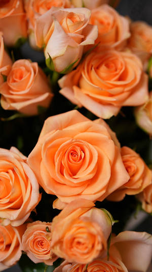 Solid Pastel Color Orange Roses Wallpaper