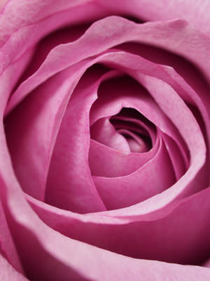 Solid Pastel Color Pink Rose Wallpaper