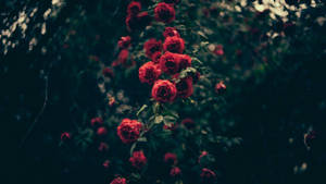 Somber Flower Vintage Aesthetic Laptop Wallpaper