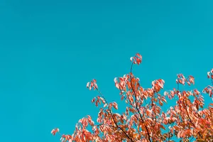 Sourwood Tree Fall Desktop Wallpaper