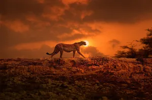 South African Cheetah In Kenya Wallpaper