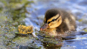 Sparkling Baby Duck Wallpaper