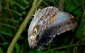 Speckled Butterfly On Stem Wallpaper
