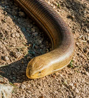 Spectacular Male Glass Lizard On Dry Soil Wallpaper