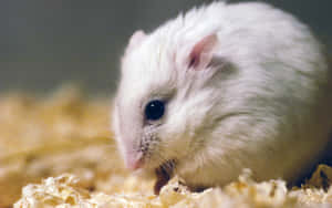 Spend Some Time With A Hamster And You Will Be Sure To Be Charmed! Wallpaper