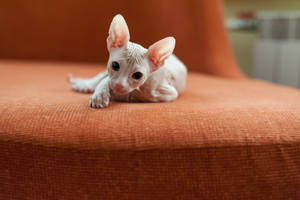 Sphynx Kitten On Orange Couch Wallpaper