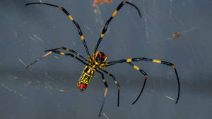 Spider Black And Yellow Legs Wallpaper