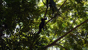 Spider Monkey Costa Rica Wallpaper