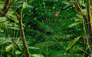 Spideron Dewy Webin Greenery.jpg Wallpaper