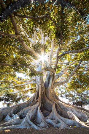 Spiritual Tree And Sunlight Wallpaper