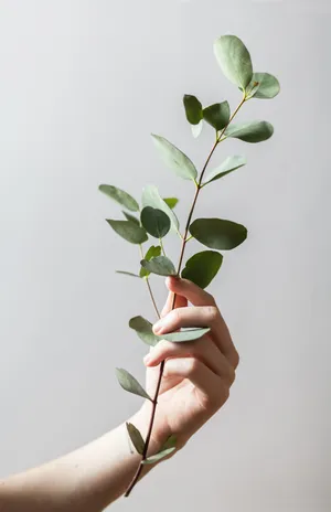 Splendid Green Bounty: A Lush Indoor Plant Wallpaper