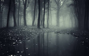 Spooky Foggy Forest Wallpaper