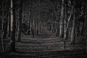 Spooky Haunted Forest Wallpaper
