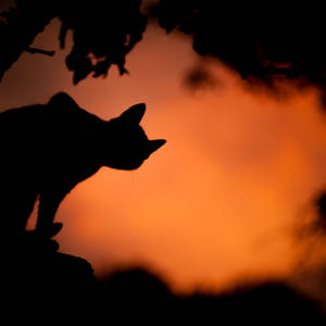 Spooky Silhouette Of Cat Wallpaper