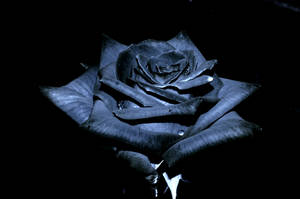 Spotlight On Black Rose Wallpaper