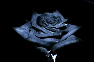 Spotlight On Black Rose Wallpaper
