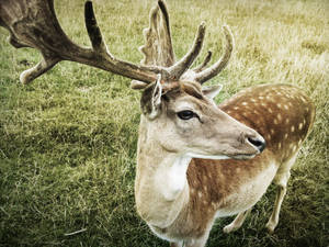 Spotted Deer Muzzle Up Close Wallpaper