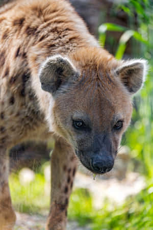 Spotted Hyena Stalking Through Grass Wallpaper