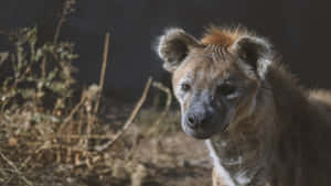 Spotted Hyenain Natural Habitat Wallpaper