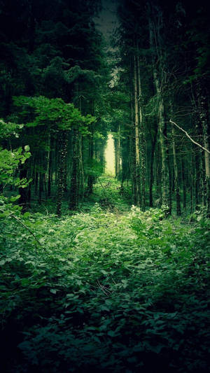 Sprawling Lush Green Forest Iphone Wallpaper
