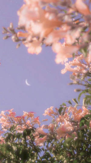 Spring Aesthetic Moon Wallpaper