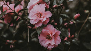 Spring Aesthetic Wild Rose Bush Wallpaper