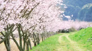 Spring Country Road Wallpaper