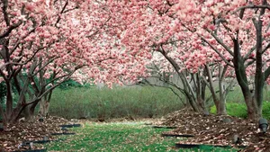 Spring Desktop Cherry Blossom Trees Wallpaper