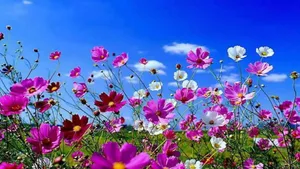Spring Desktop Cosmos Flowers Wallpaper