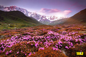 Spring Desktop Flower Field Landscape Wallpaper