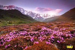 Spring Desktop Flower Field Landscape Wallpaper