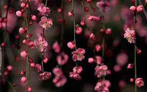Spring Desktop Hanging Flowers Wallpaper