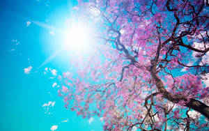 Spring Desktop Sakura Tree Under The Sun Wallpaper