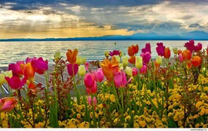 Spring Desktop Tulips In The Sea Wallpaper