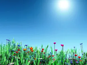 Spring Desktop Various Flowers Wallpaper