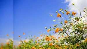 Spring Desktop Yellow Flowers Wallpaper