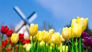 Spring Flowers Desktop Yellow Red Wallpaper
