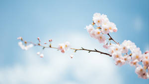 Spring Flowers On Branches Wallpaper