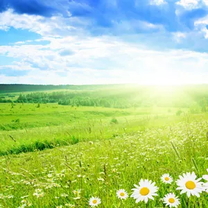 Spring Garden Field Ipad Wallpaper