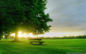 Spring Park Sunrise Wallpaper