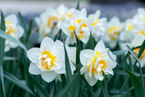 Spring White Yellow Daffodils Wallpaper