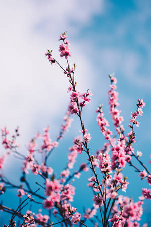 Springtime Sakura Flowers Wallpaper