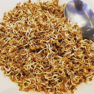 Sprouted Fenugreek Methi Wallpaper