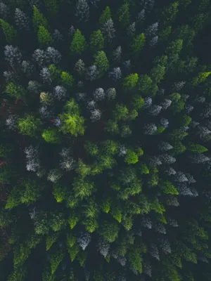 Spruce Dark Forest Aerial Wallpaper