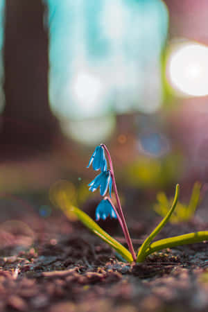 Squill Blue Flowers Phone Wallpaper