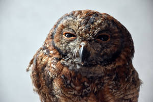 Squinting Brown Owl Macro Wallpaper