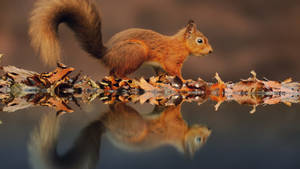 Squirrel And Leaves Wallpaper