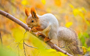Squirrel Eating On Tree Branch Wallpaper