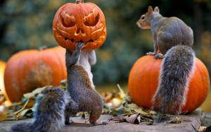 Squirrels Holding A Pumpkin On Halloween Wallpaper