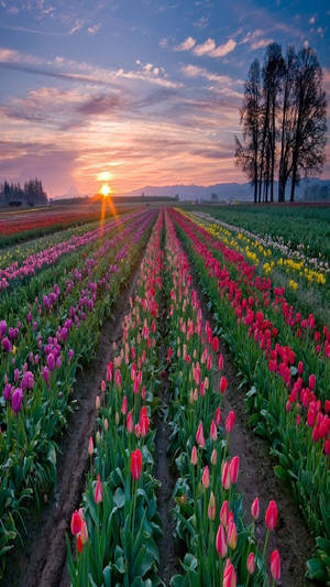 Srinagar Tulip Full Hd Phone Wallpaper